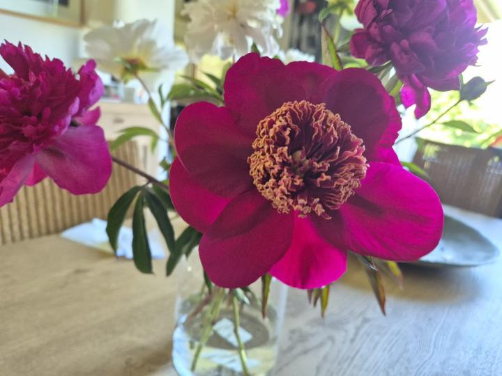 Paeonia lactiflora 'Nippon Beauty' 1l.
