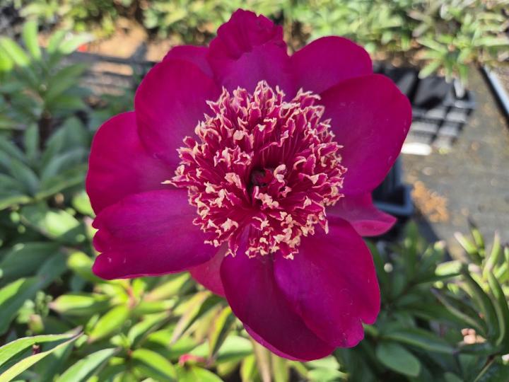 Paeonia lactiflora 'Nippon Beauty' 1l.