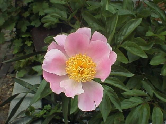 Paeonia lactiflora 'Nymphe' 1l.