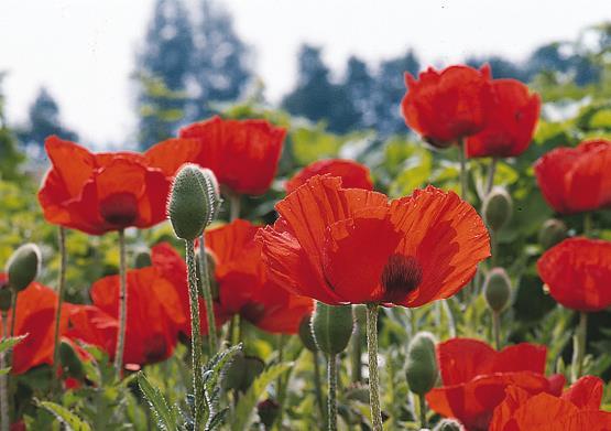 Papaver orientale 'Allegro'