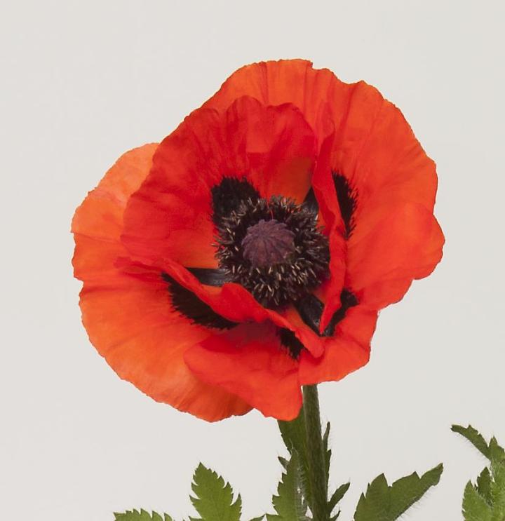 Papaver orientale 'Brillant'