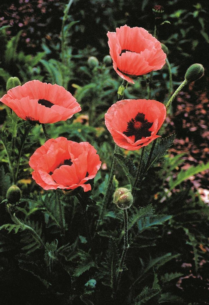 Papaver orientale 'Prinzessin Victoria Louise'