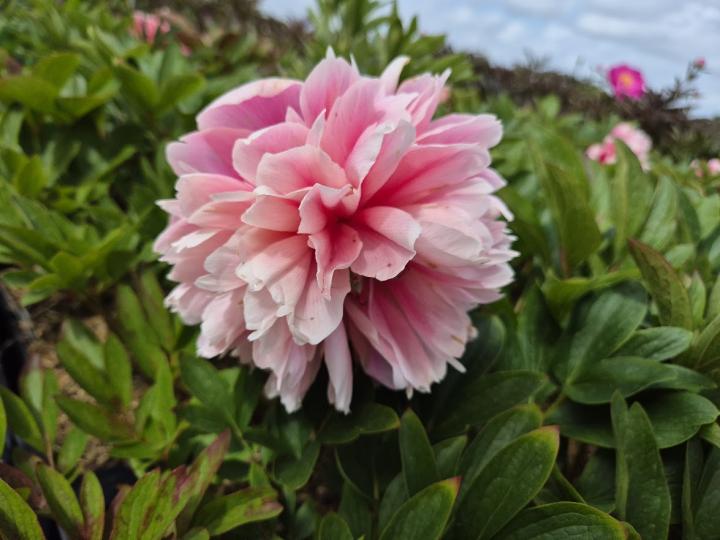 Paeonia officinalis 'Rosea Plena' 1l.