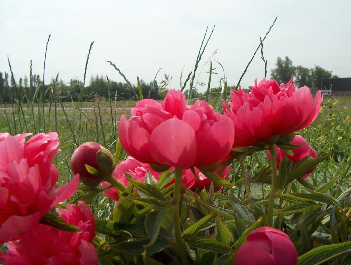 Paeonia officinalis 'Rubra Plena' 1l.