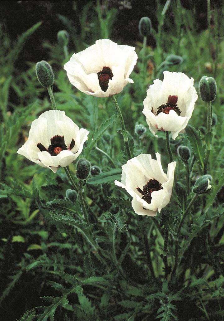 Papaver orientale 'Royal Wedding'