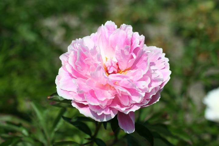 Paeonia lactiflora 'Sarah Bernhardt' 1l.