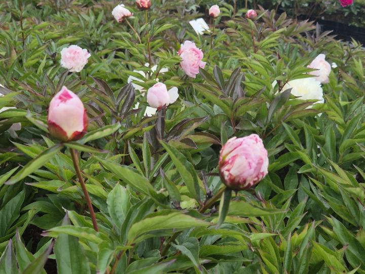 Paeonia lactiflora 'Shirley Temple' 1l.