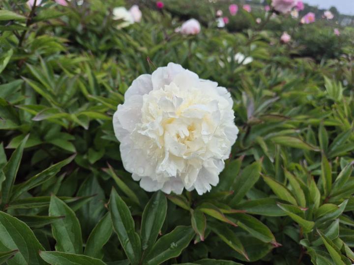 Paeonia lactiflora 'Shirley Temple' 1l.