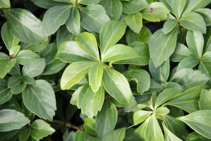 Pachysandra terminalis