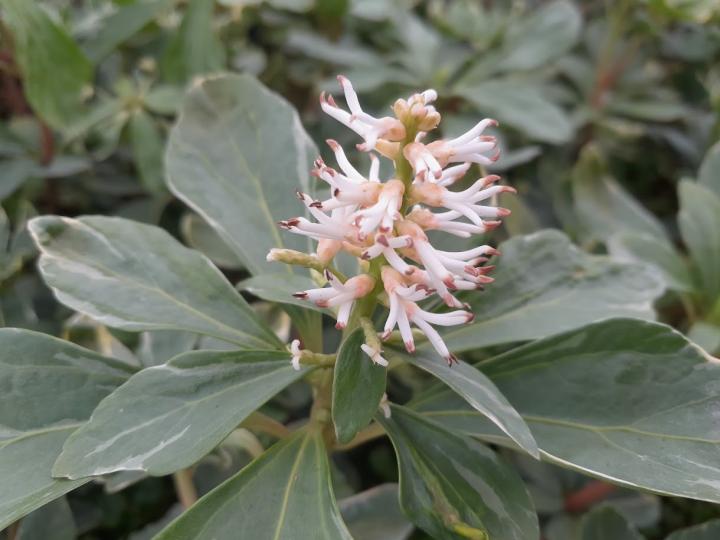 Pachysandra terminalis