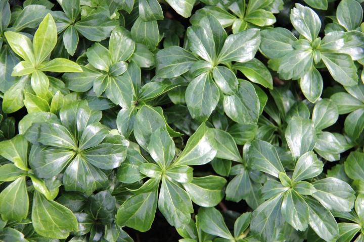 Pachysandra terminalis 'Green Carpet'