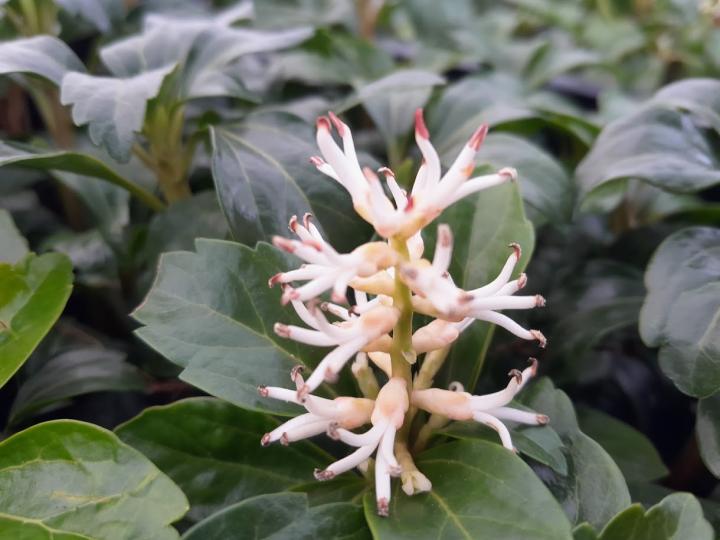 Pachysandra terminalis 'Green Sheen'
