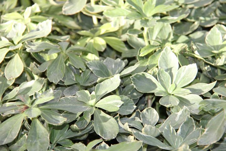 Pachysandra terminalis 'Variegata'