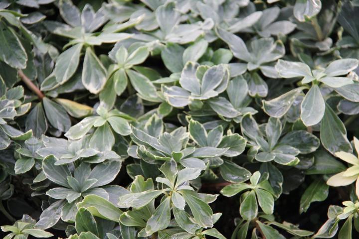 Pachysandra terminalis 'Variegata'
