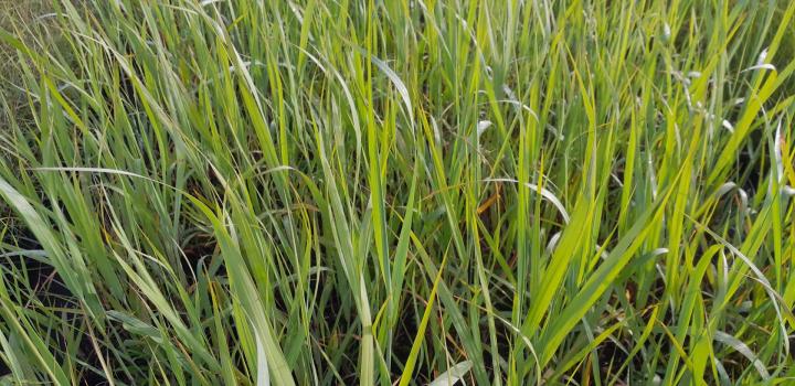 Panicum virgatum 'Dallas Blues'