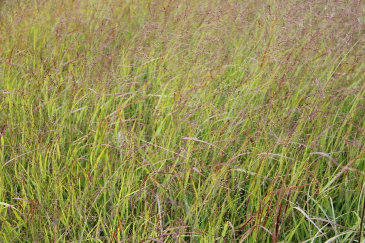 Panicum virgatum 'Hänse Herms'