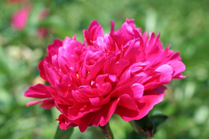 Paeonia lactiflora 'Victoire de la Marne' 1l.
