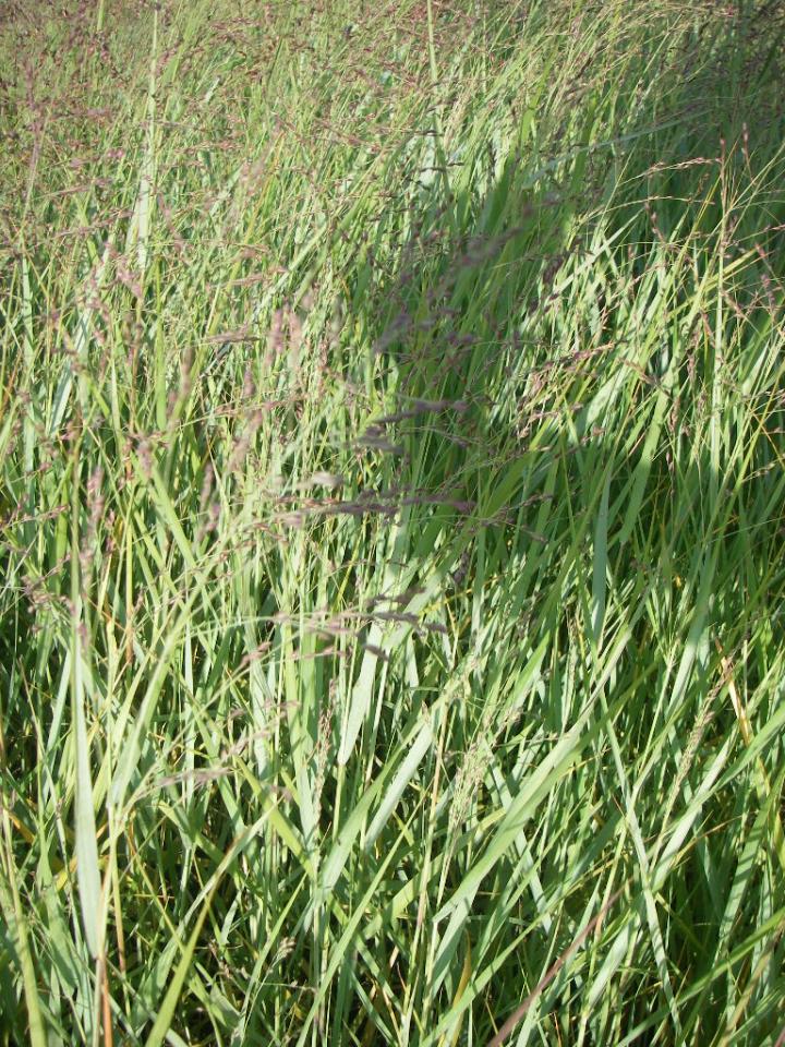 Panicum virgatum 'Prairie Sky'