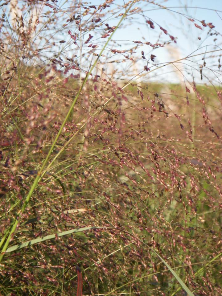 Panicum virgatum 'Squaw'