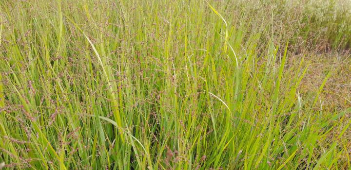Panicum virgatum 'Strictum'