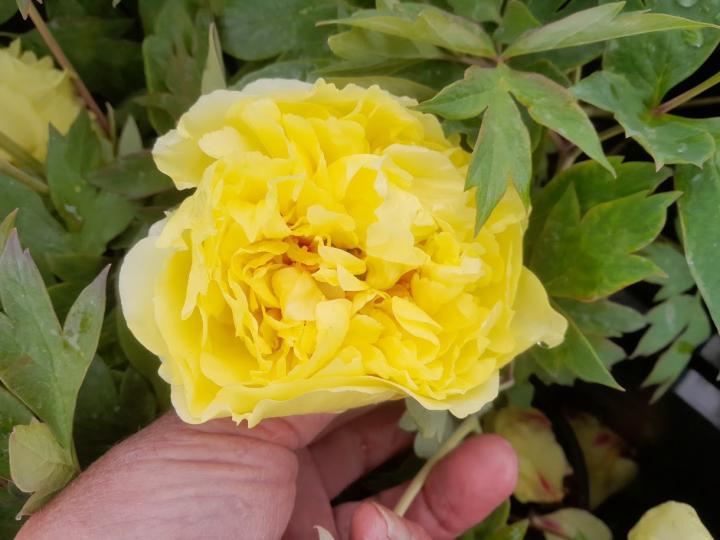 Paeonia 'Yellow Crown' 2l.