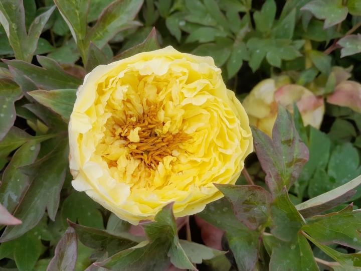 Paeonia 'Yellow Crown' 2l.