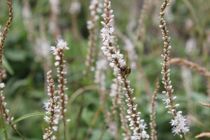Persicaria amplexicaulis 'Alba'