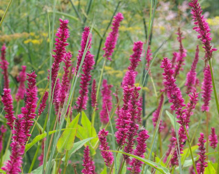 Persicaria amplexicaulis 'Amethyst'