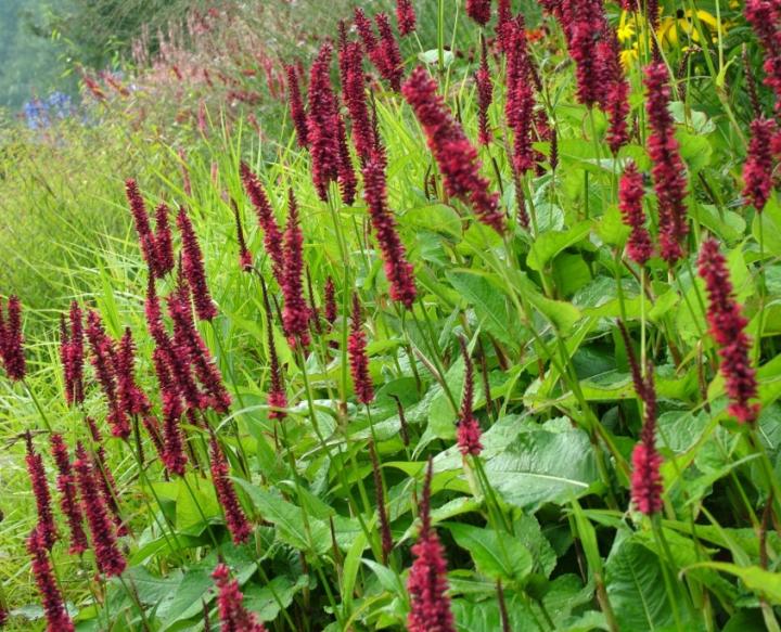 Persicaria amplexicaulis 'Blackfield' ®