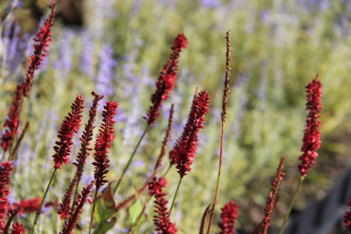Persicaria amplexicaulis 'Blackfield' ®