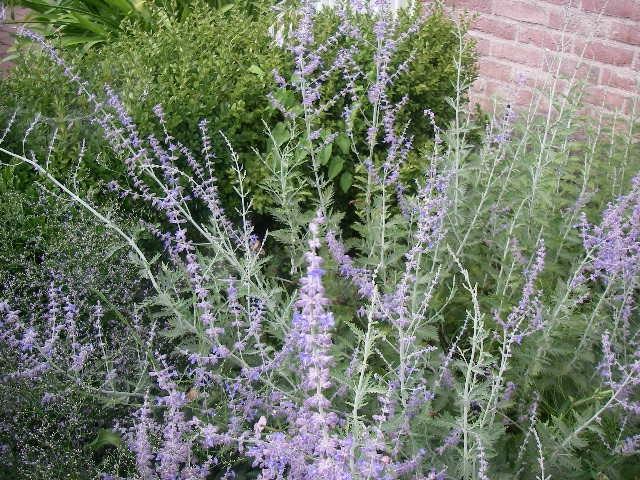 Perovskia atriplicifolia 'Blue Spire'