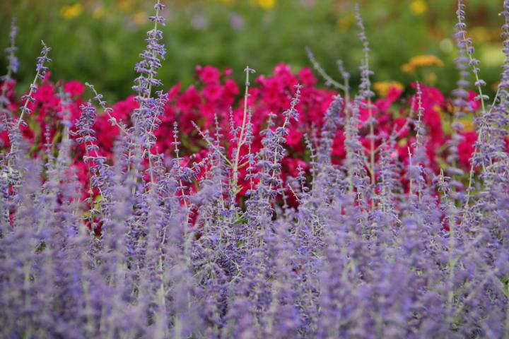 Perovskia atriplicifolia 'Blue Spire'