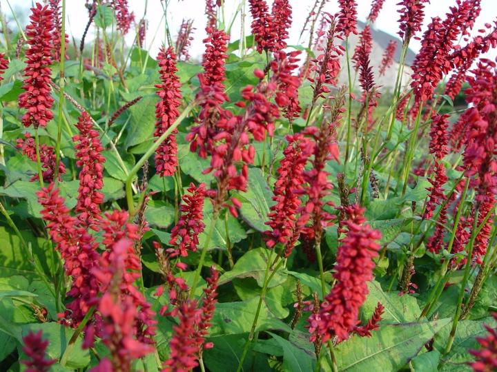 Persicaria amplexicaulis 'J.S.Caliente' ®