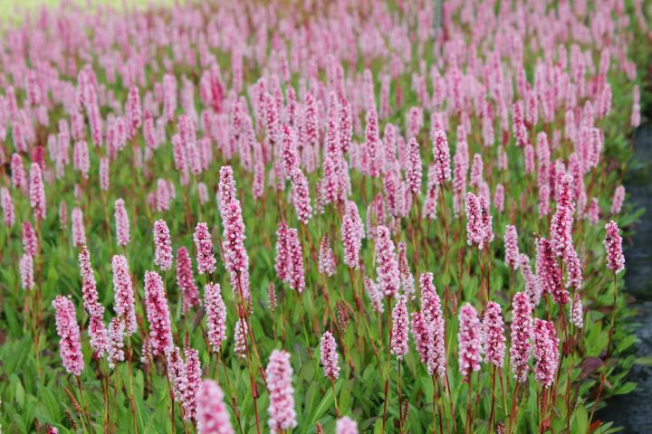 Persicaria affine 'Darjeeling Red'