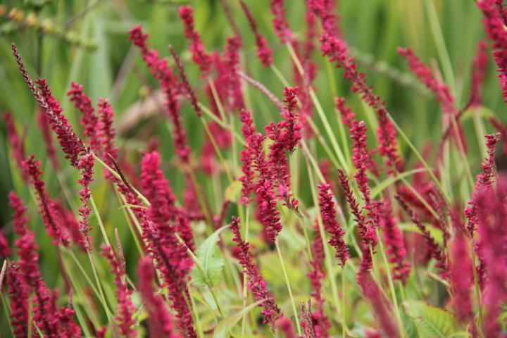 Persicaria amplexicaulis 'Dark Red'
