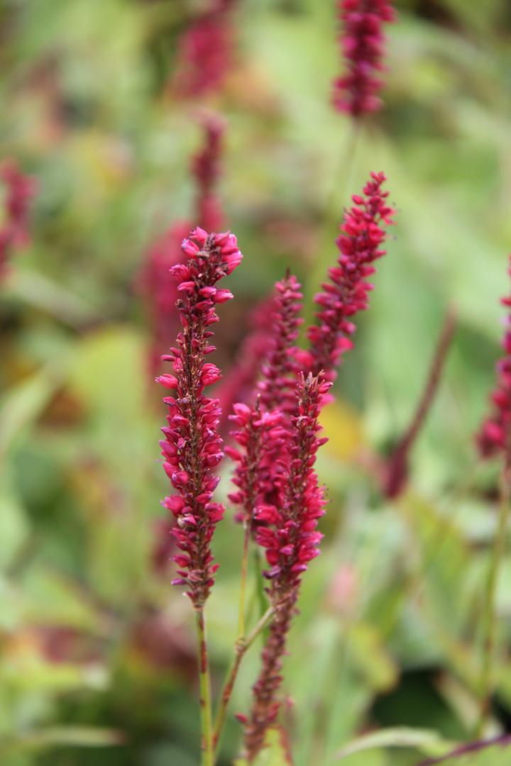 Persicaria amplexicaulis 'Dark Red'