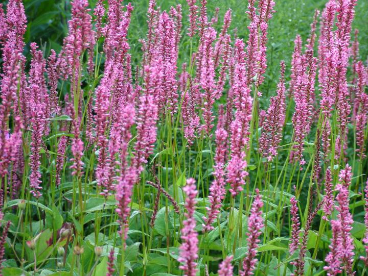 Persicaria amplexicaulis 'Early Pink Lady'