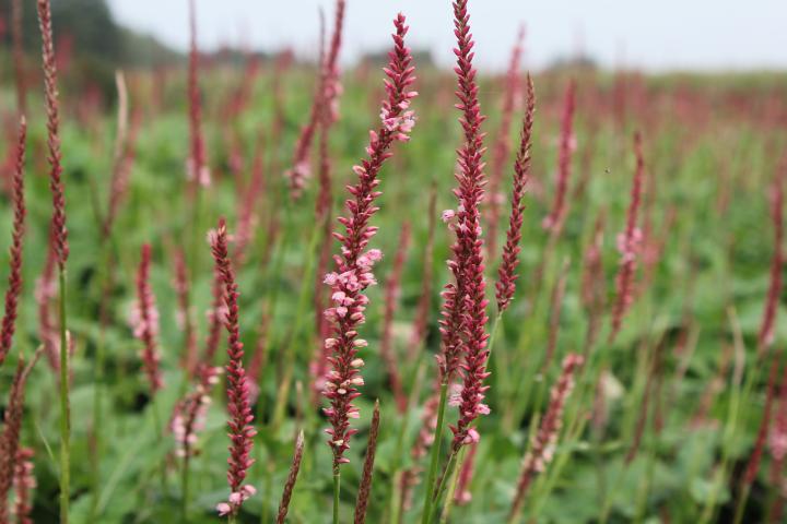 Persicaria amplexicaulis 'Fascination'