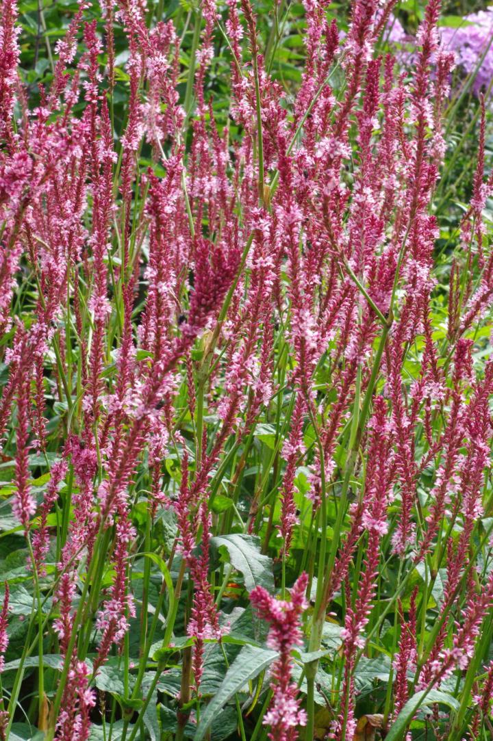 Persicaria amplexicaulis 'Fascination'