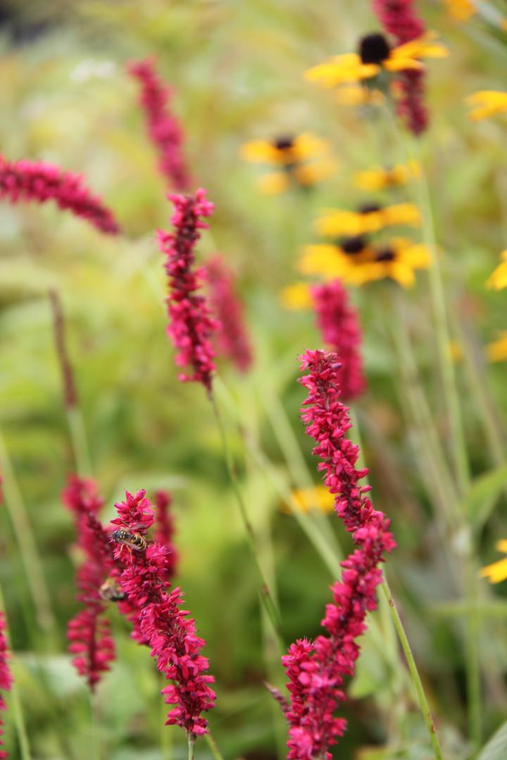Persicaria amplexicaulis 'Fat Domino' ®