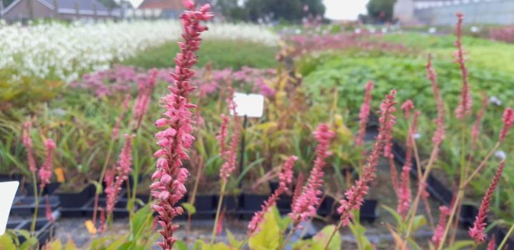 Persicaria amplexicaulis 'Flamingo Feathers' ®