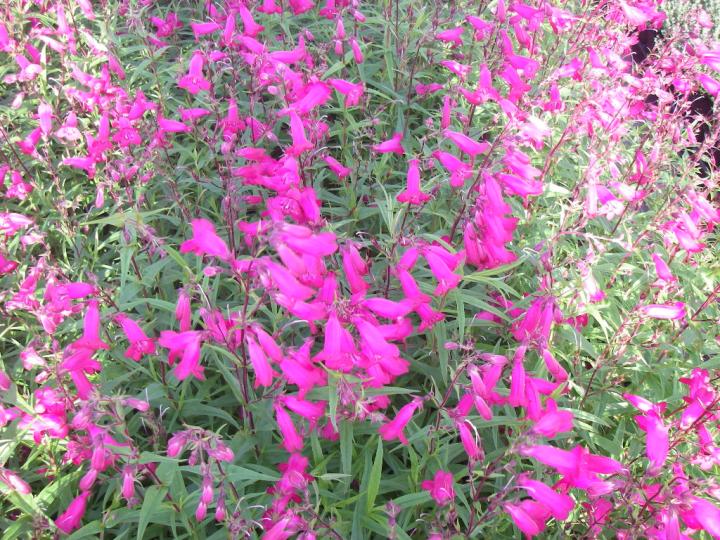 Penstemon  'Andenken an Friedrich Hahn' ('Garnet')
