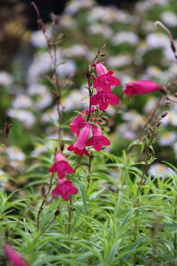 Penstemon  'Andenken an Friedrich Hahn' ('Garnet')