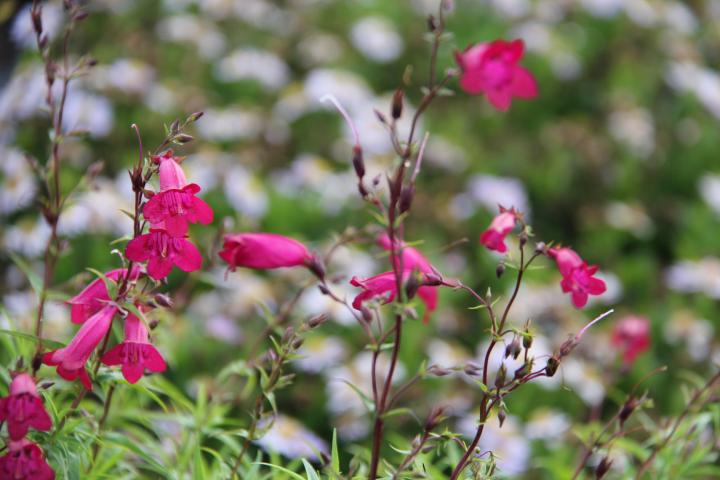 Penstemon  'Andenken an Friedrich Hahn' ('Garnet')