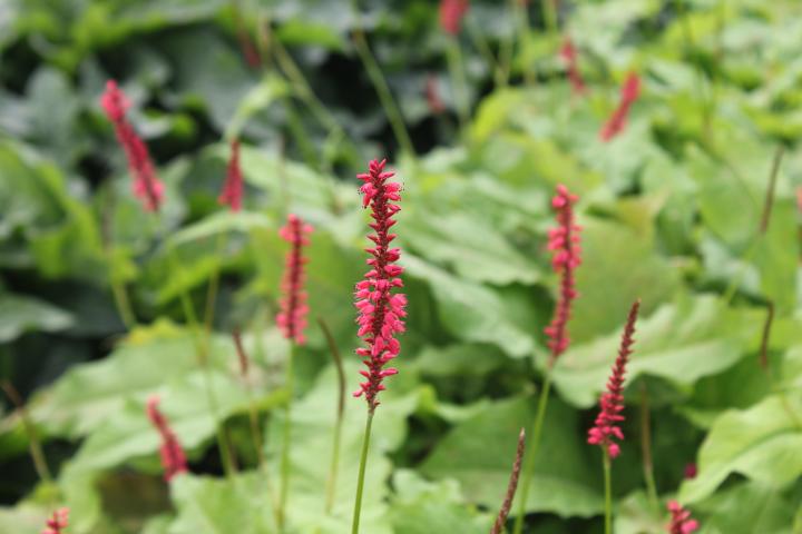 Persicaria amplexicaulis 'Firedance'
