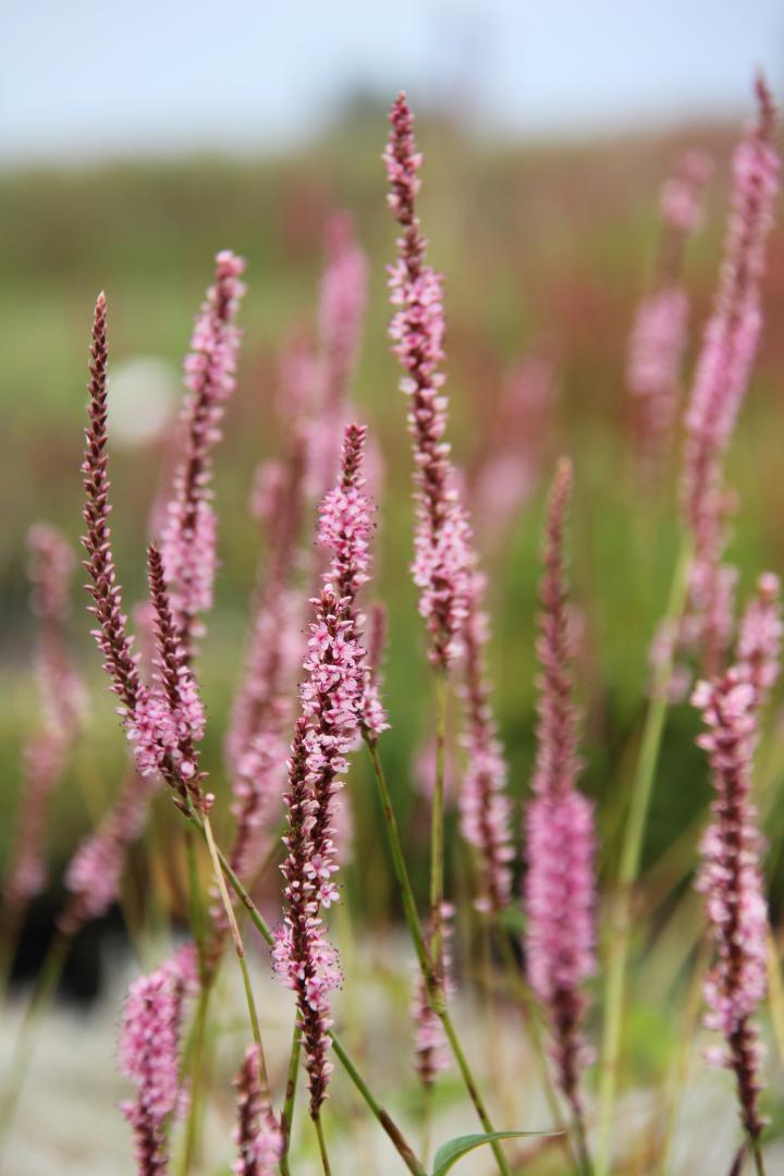 Persicaria amplexicaulis 'Fine Pink'