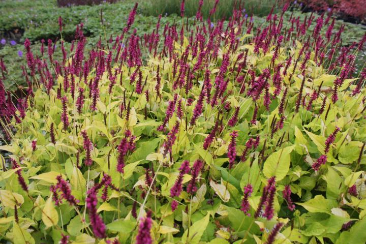 Persicaria amplexicaulis 'Golden Arrow'