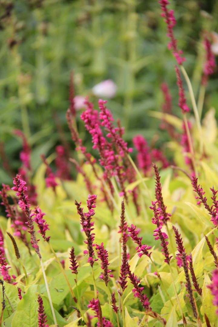 Persicaria amplexicaulis 'Golden Arrow'