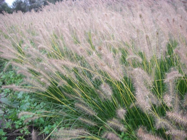 Pennisetum alopecuroides 'Gelbstiel'