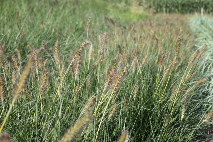 Pennisetum alopecuroides 'Gelbstiel'